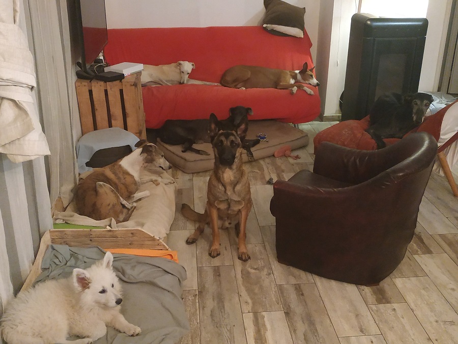 la meute mais le p'ti blanc fais 32.5 kilo maintenant